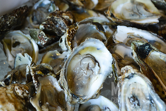 Shellfish Delight!