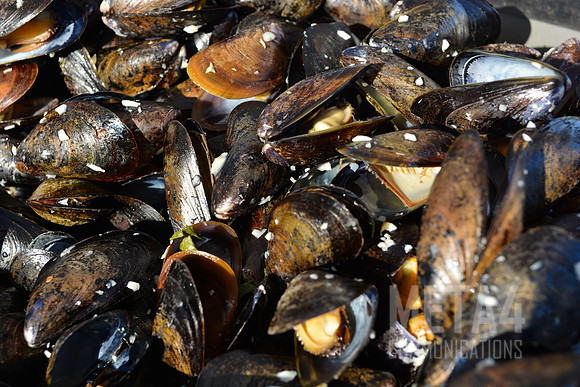 Fresh Mussels