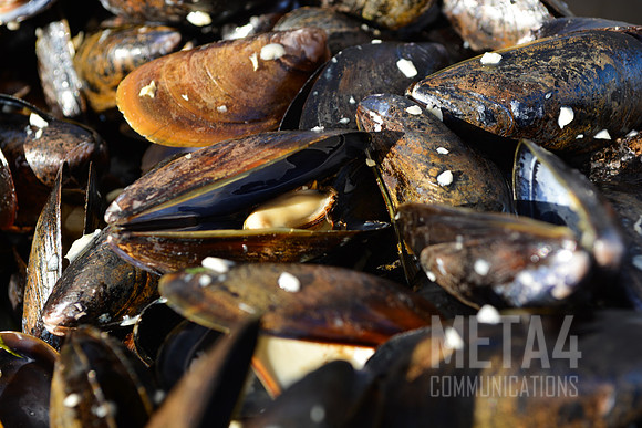 Fresh Mussels