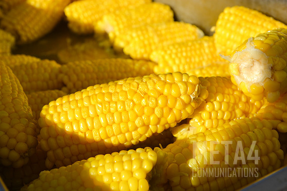 Corn on the Cob