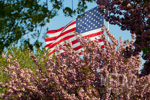 American Flag Surrounded by Cherry Blossom Tree