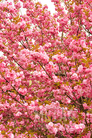 Cherry Blossom Tree in Full Bloom