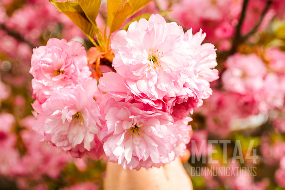 Cherry Blossom Festival
