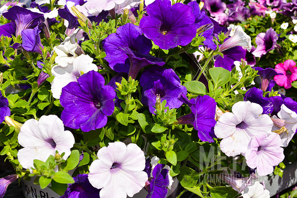 White and Purple Petunia Flowers