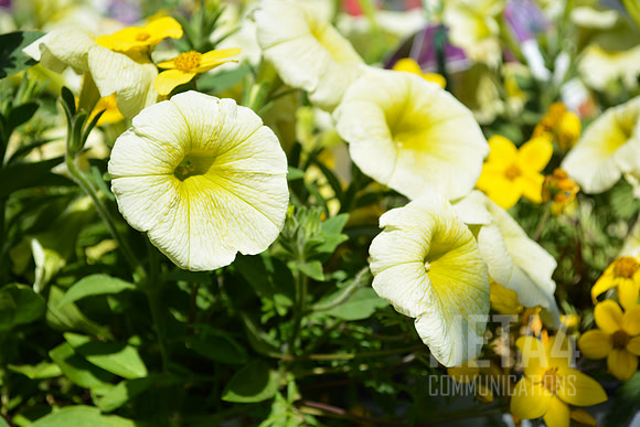 Yellow Petunia Flowers
