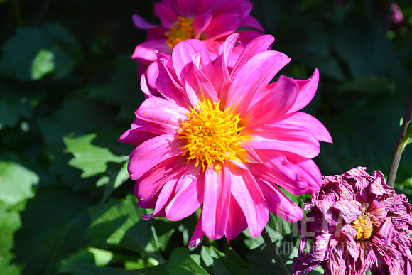Chrysanthemum  Flower