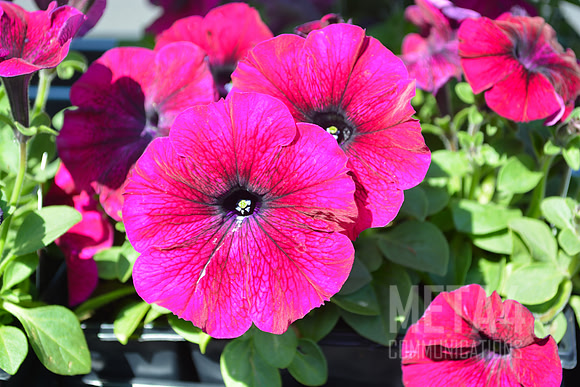 Lavender Petunia Flowers