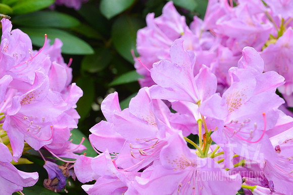 Lavender Rhododendron Flowers