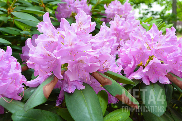Lavender Rhododendron Flowers