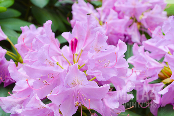 Lavender Rhododendron Flowers