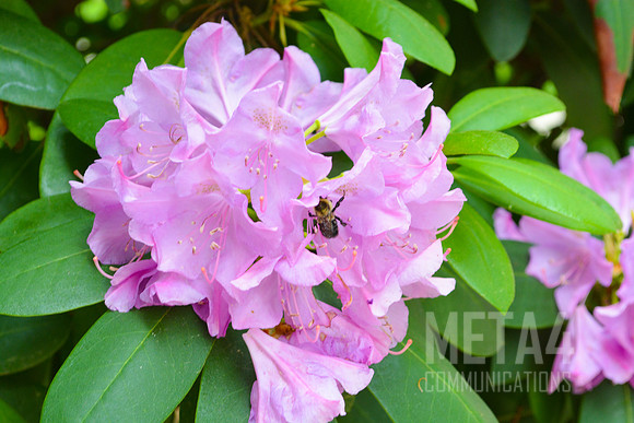 Lavender Rhododendron Flowers
