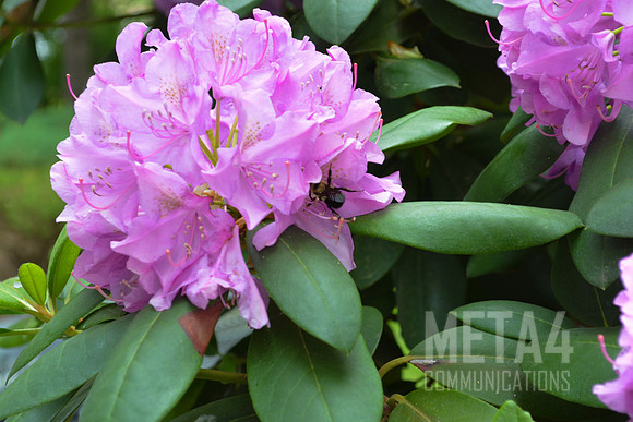 Lavender Rhododendron Flowers