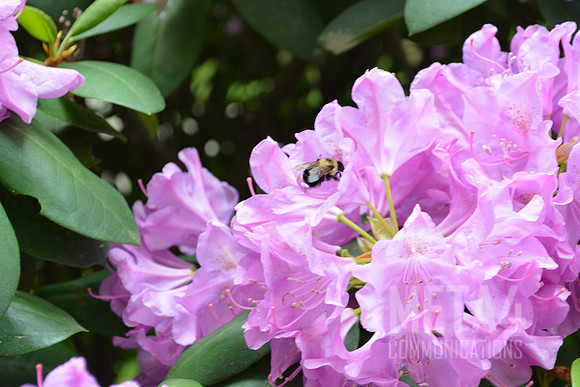 Lavender Rhododendron Flowers
