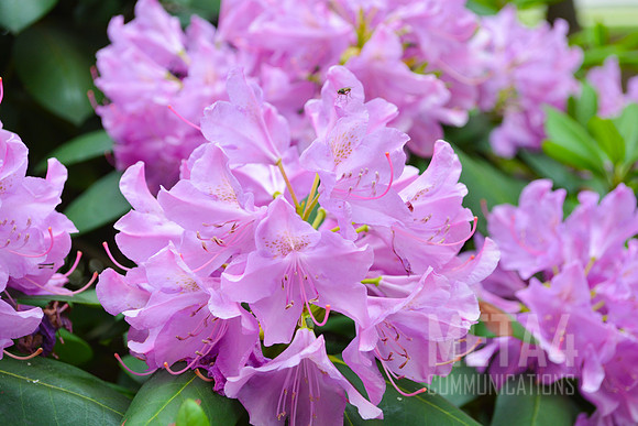 Lavender Rhododendron Flowers