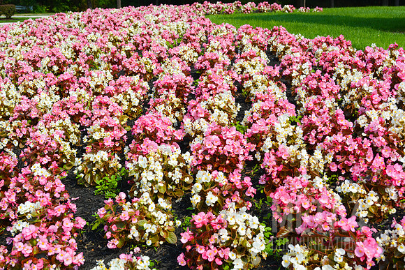 Spring Flowers