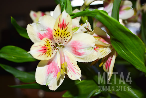 Peruvian Lilly Flower