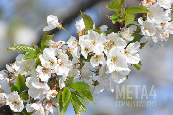 White Cherry Blossoms
