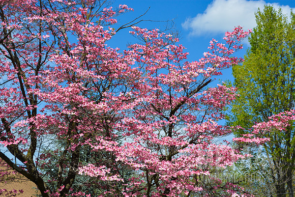 Pink Dogwood Tree