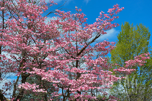 Pink Dogwood Tree