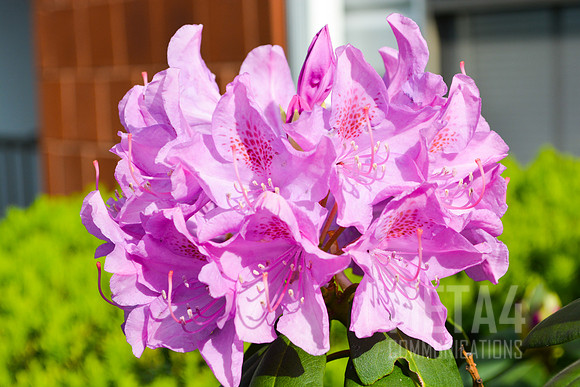 Lavender Rhododendron Flowers
