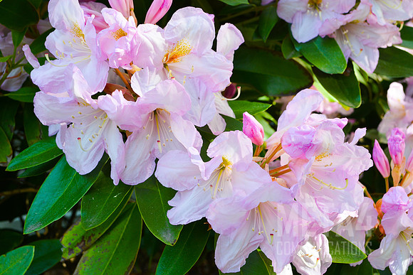 White Rhododendron Flowers