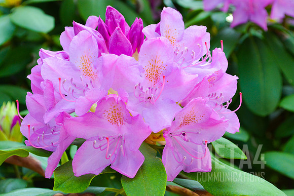 Lavender Rhododendron Flowers