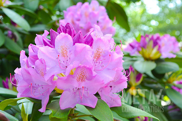 Lavender Rhododendron Flowers