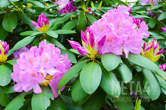 Lavender Rhododendron Flowers