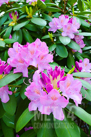 Lavender Rhododendron Flowers