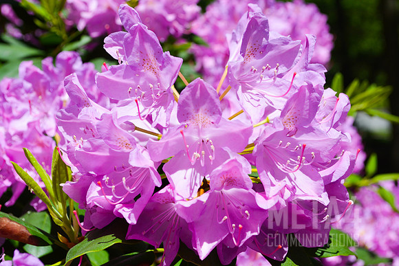 Lavender Rhododendron Flowers