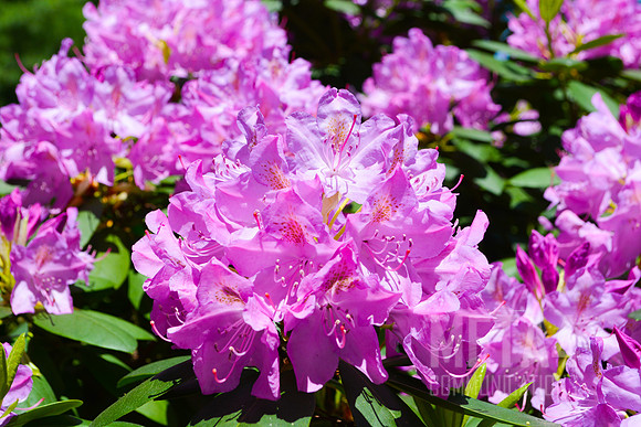 Lavender Rhododendron Flowers