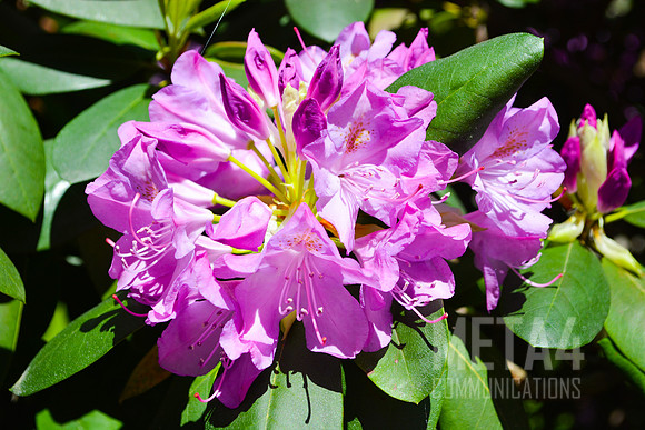 Lavender Rhododendron Flowers