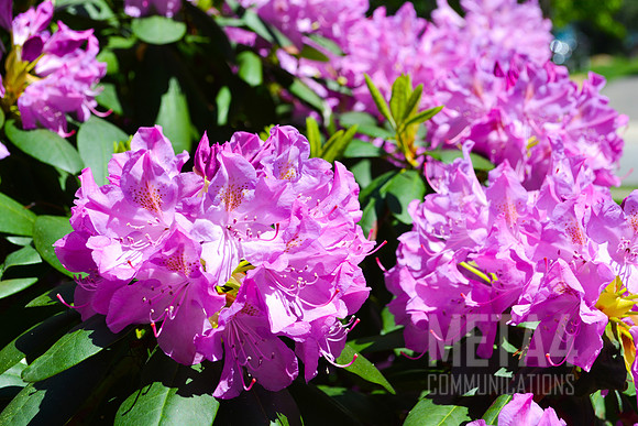 Lavender Rhododendron Flowers