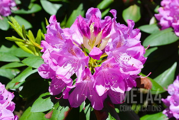 Lavender Rhododendron Flowers