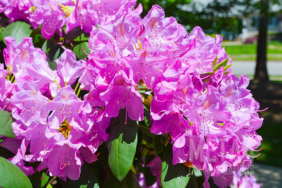 Lavender Rhododendron Flowers