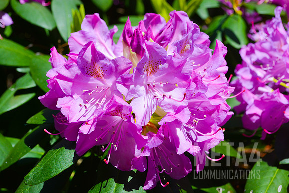 Lavender Rhododendron Flowers
