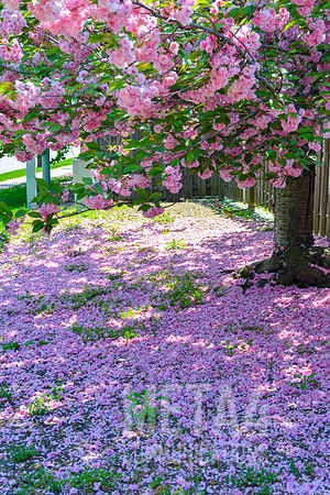 Carpet of Cherry Blossoms