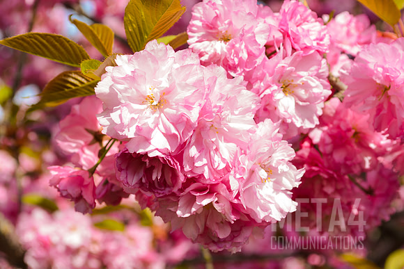 Cherry Blossom Festival