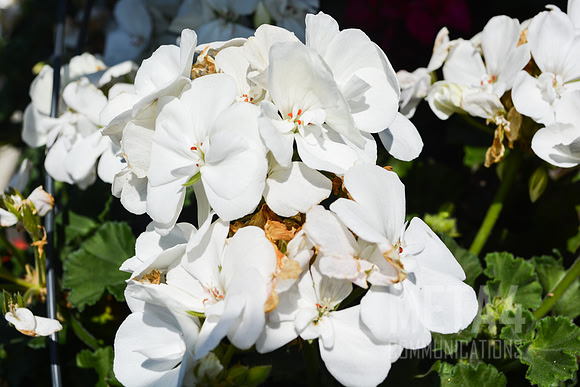 White Orchid Flowers