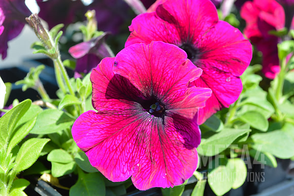 Spring Flower