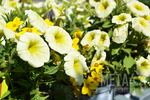 Yellow Petunia  Flowers