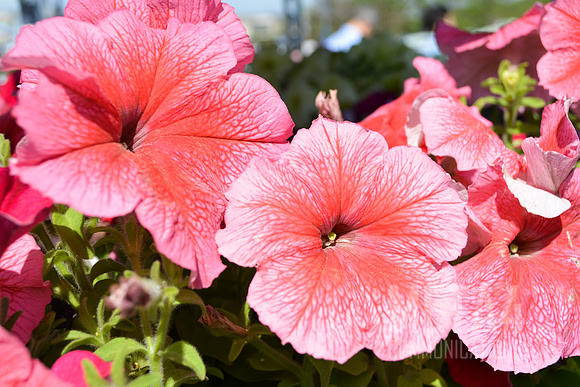Pink Petunia Flowers