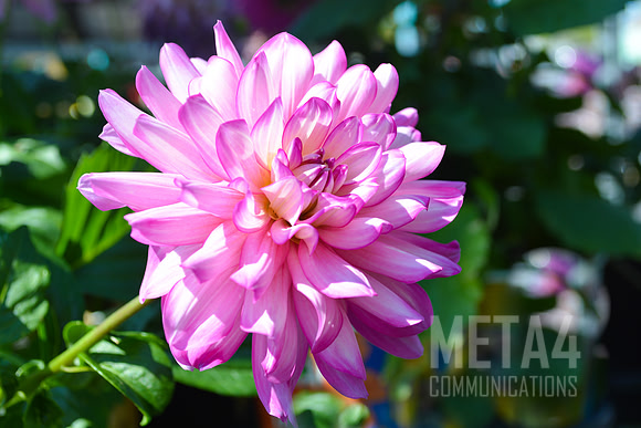 Soft Lavender Chrysanthemums Flowers