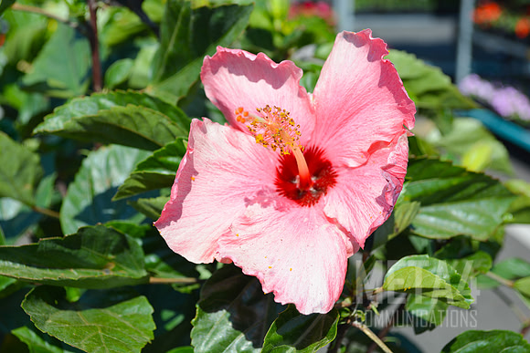 Soft Pink Hibiscus Flower