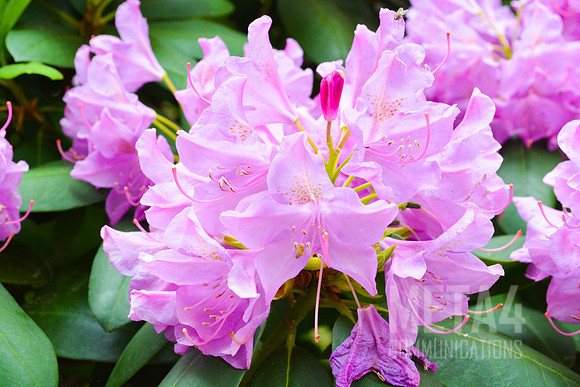 Lavender Rhododendron Flowers