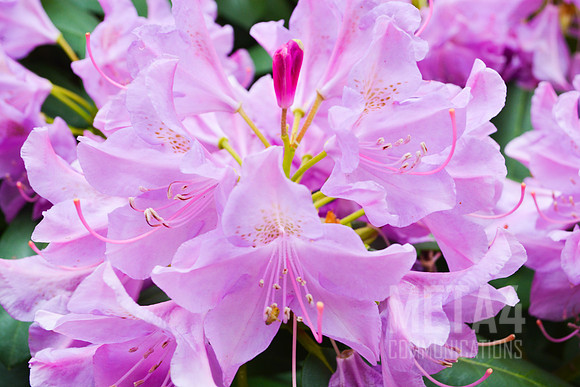 Lavender Rhododendron Flowers