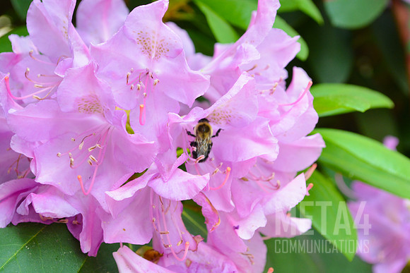 Lavender Rhododendron Flowers
