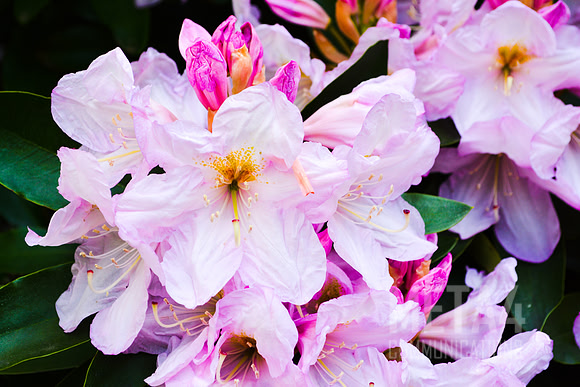 White Rhododendron Flowers