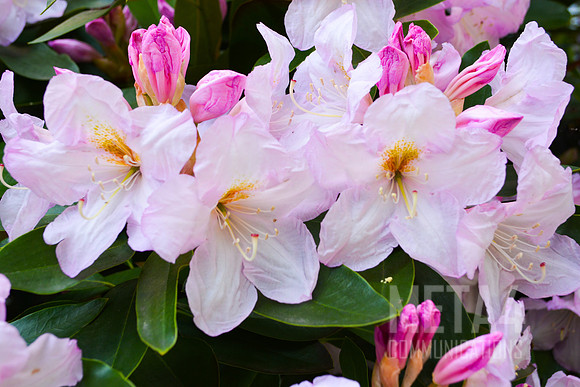White Rhododendron Flowers