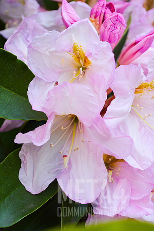 White Rhododendron Flowers
